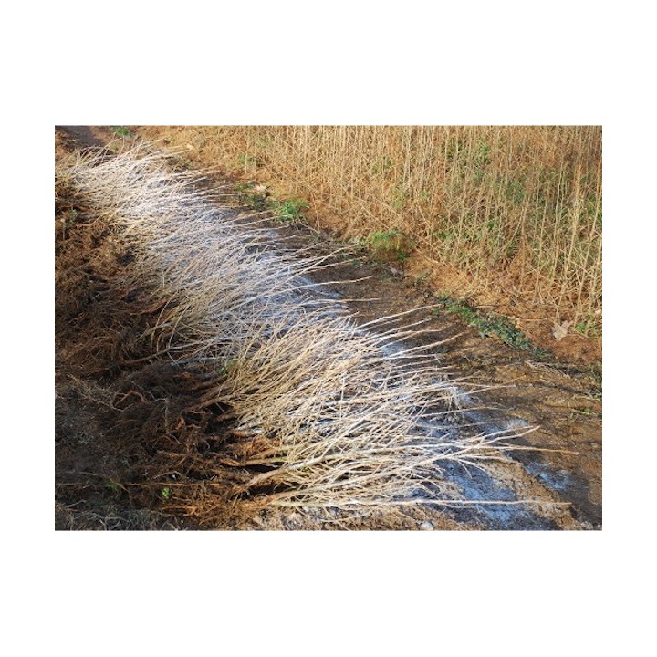 copy of 